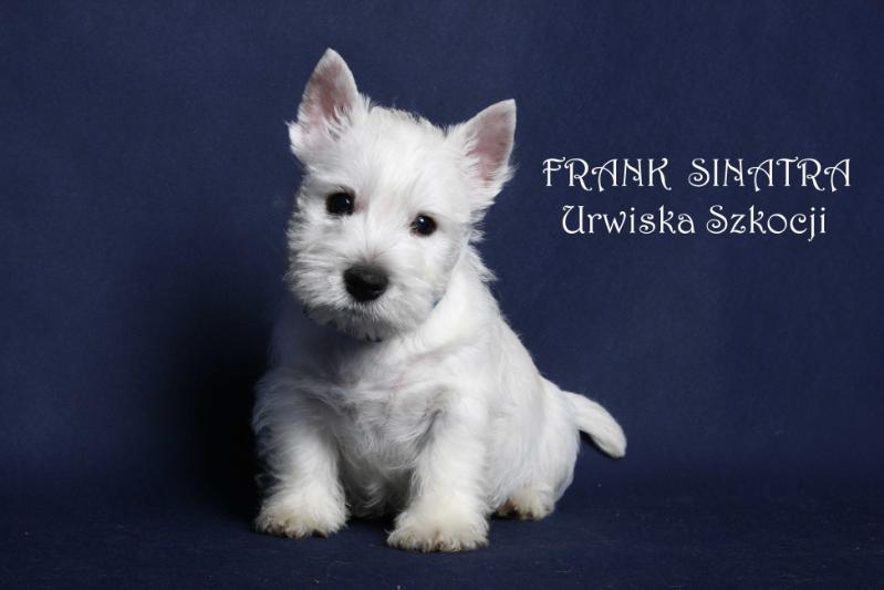 FRANK SINATRA Urwiska Szkocji