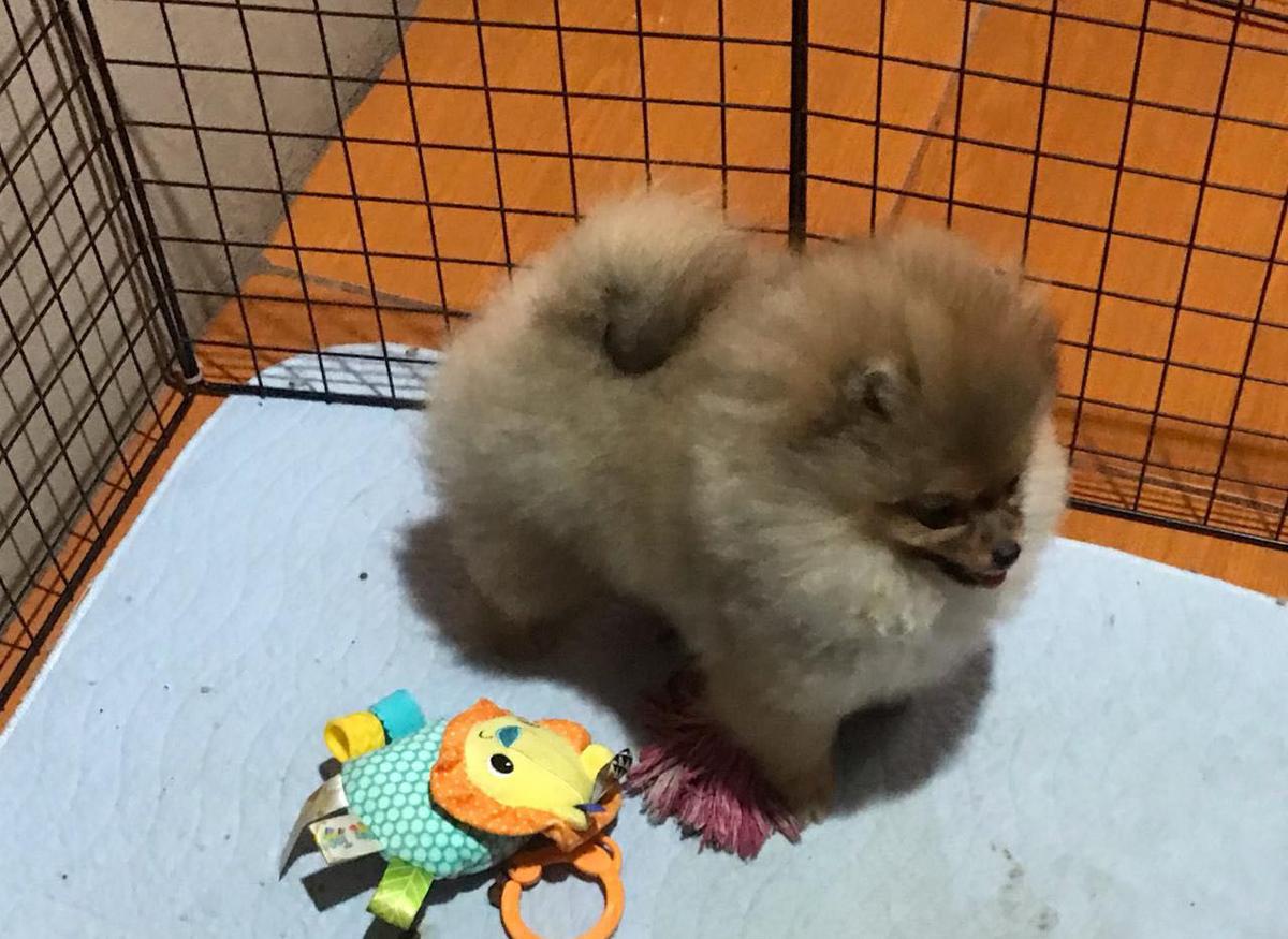 NatsPoms Zandunga