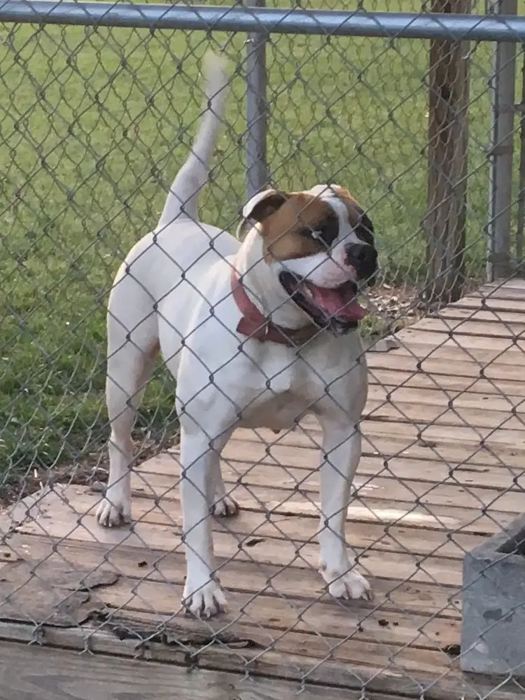 SOUTHPAW'S DAISY OF IBK