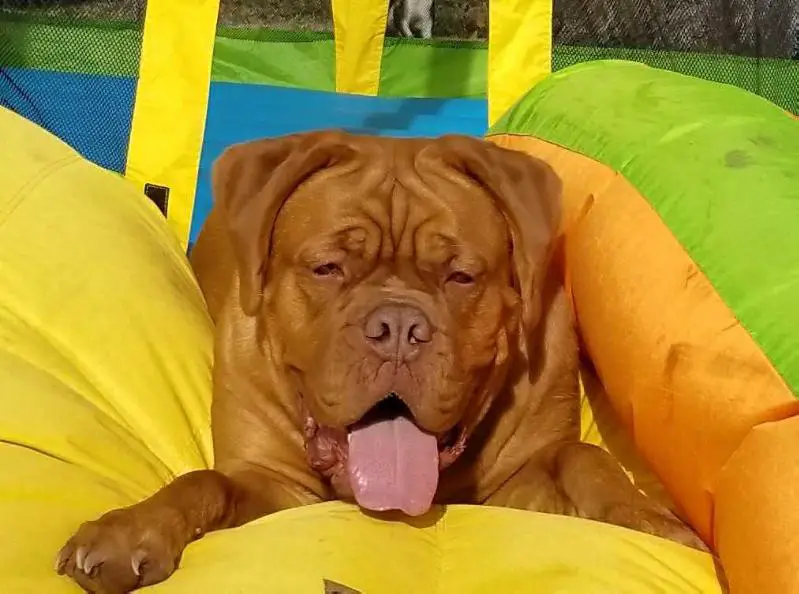 Sasha Chien De Garde
