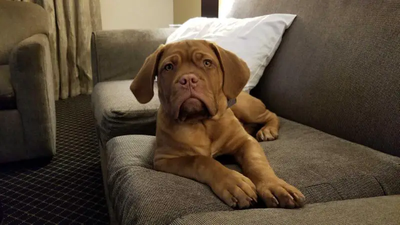 Deacon Chien De Garde