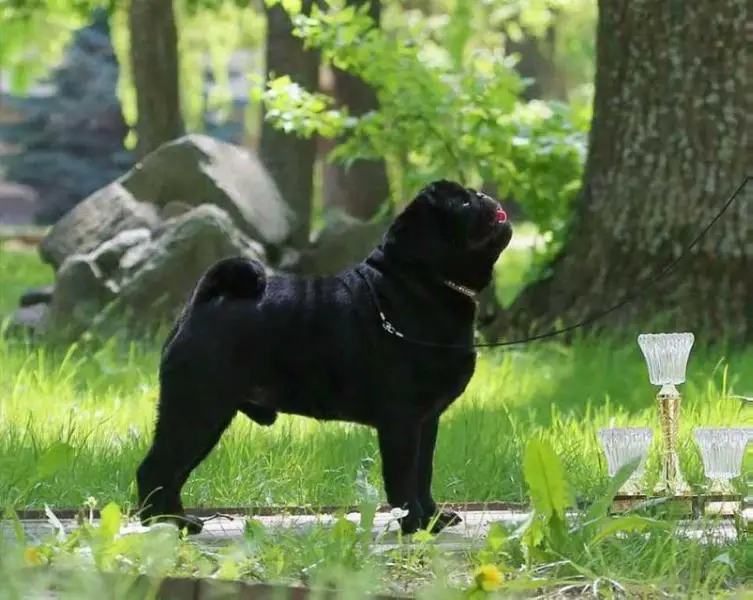 CANIS CELEBRI POIROT FOR FRANTSUZKIY POTSELUY