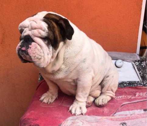 Mateo (Ramirez) MEX.FCI