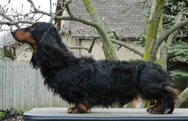 Katydox miniature best sale dachshunds