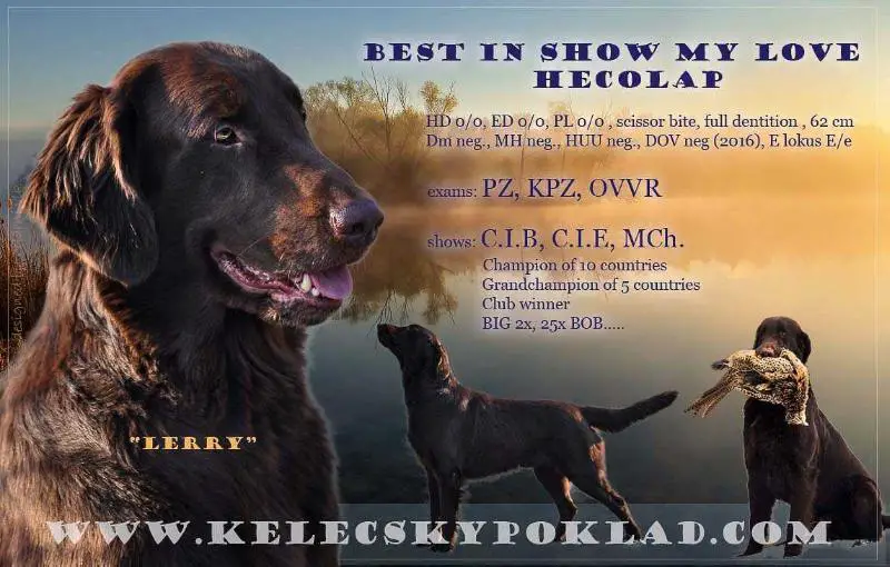 BEST IN SHOW MY LOVE Hecolap
