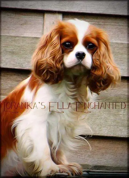 Loranka's Ella Entchanted