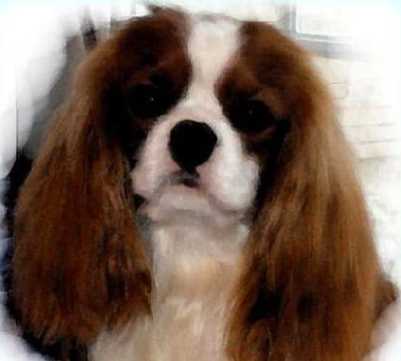 Loranka's D' Artagnan