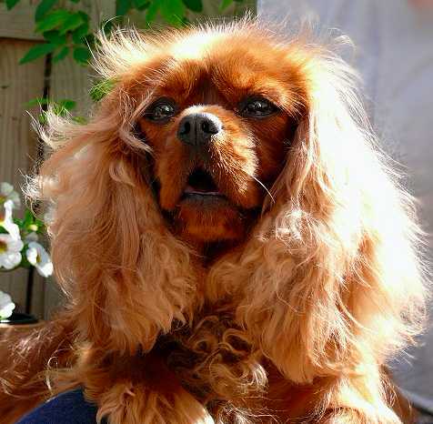 Penny Lane Vom Erlenbacher-Hemmerich