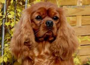 Liane's Gordon