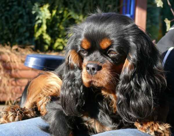 Coco Chanel Vom Erlenbacher-Hemmerich