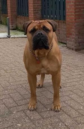 ATHENA ( Memorabulls)