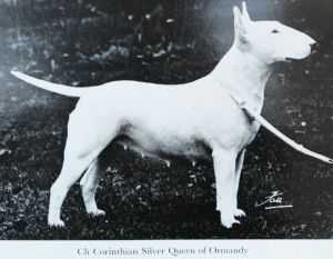 Corinthian Silver Queen of Ormandy