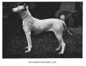 Hampstead Hell Cat