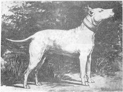 Bloomsbury King