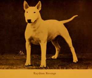 Raydium Revenge