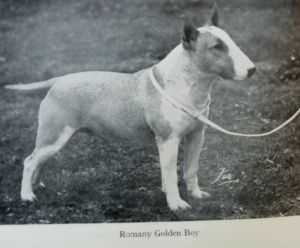 Romany Golden Boy