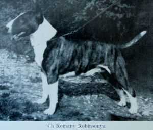 Romany Robinsonya