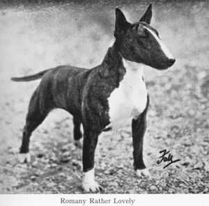 Romany Rather Lovely
