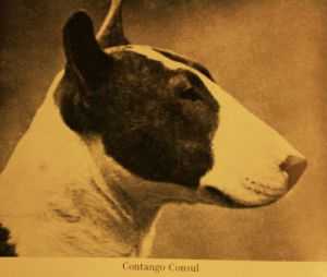 Contango Consul
