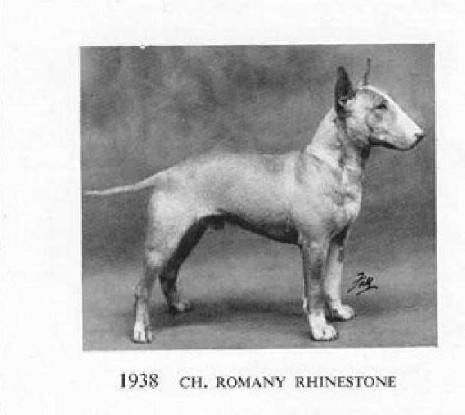 Romany Rhinestone