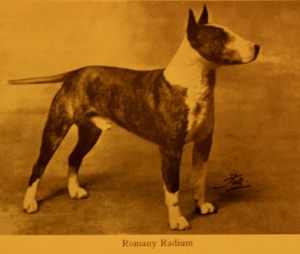 Romany Radium