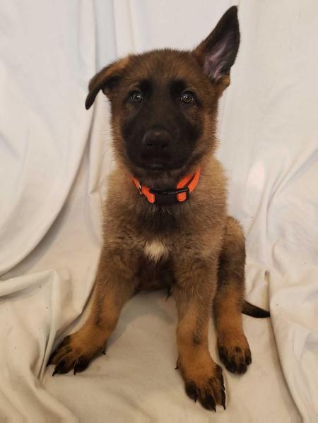 http://www.pedigreedatabase.com/german_shepherd_dog/dog ...
