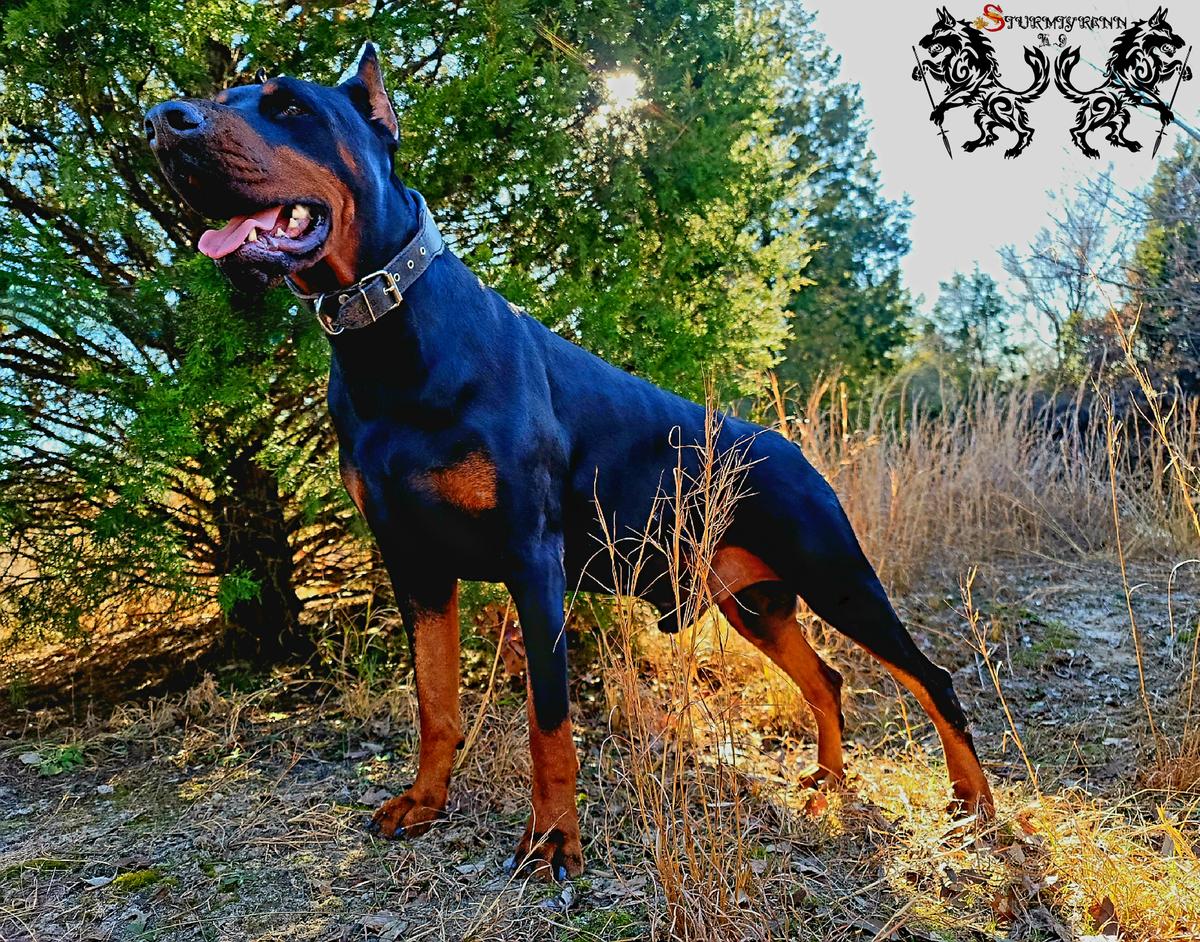 Anubis Panzer von Luxus