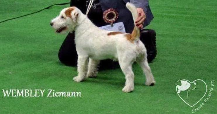 WEMBLEY Ziemann