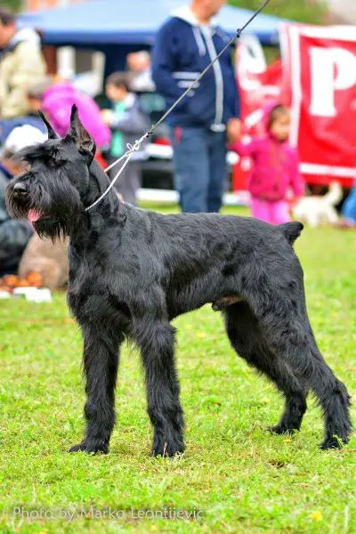 BANDIT  BLACK  BEARDED BEAUTIES