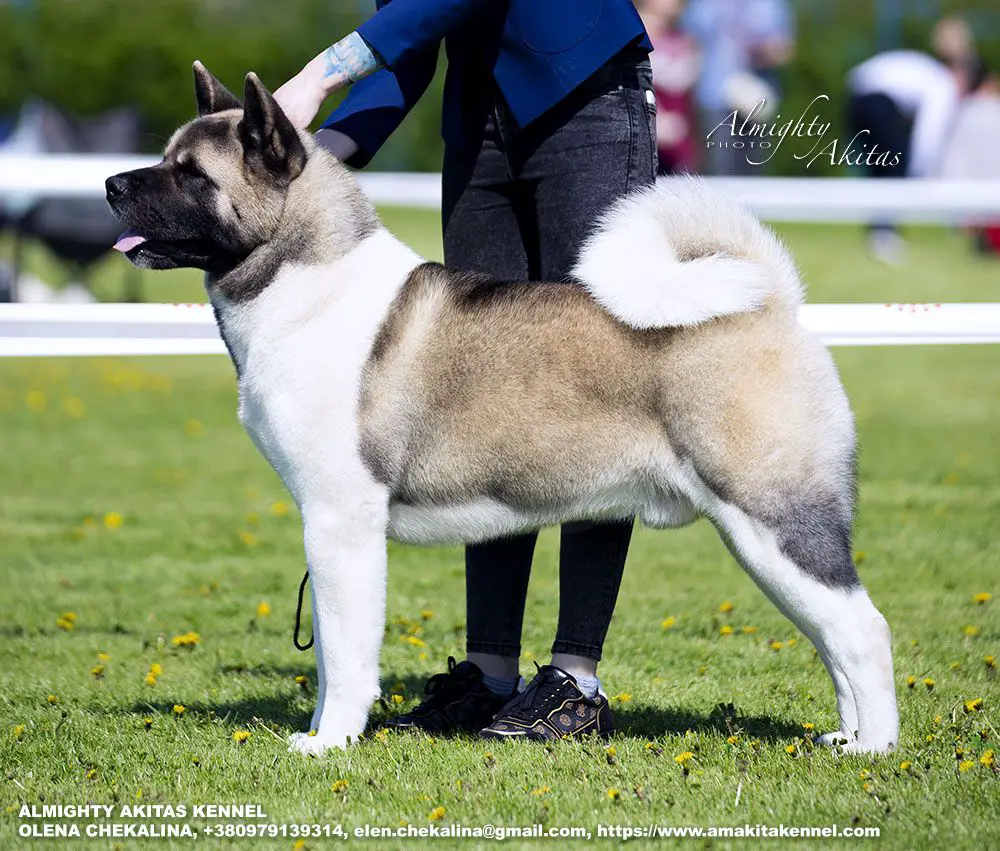 Siberian akita sales