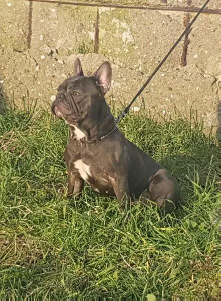 HECTOR