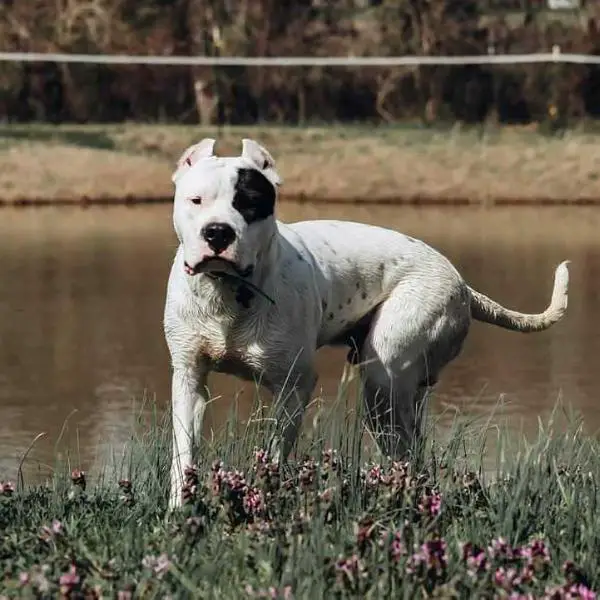 Black Bart of Caney Creek