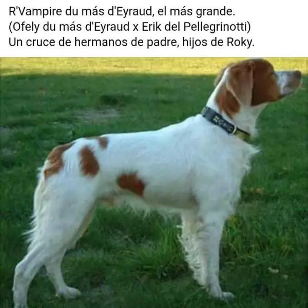 R'VAMPIRE du mas d'Eyraud