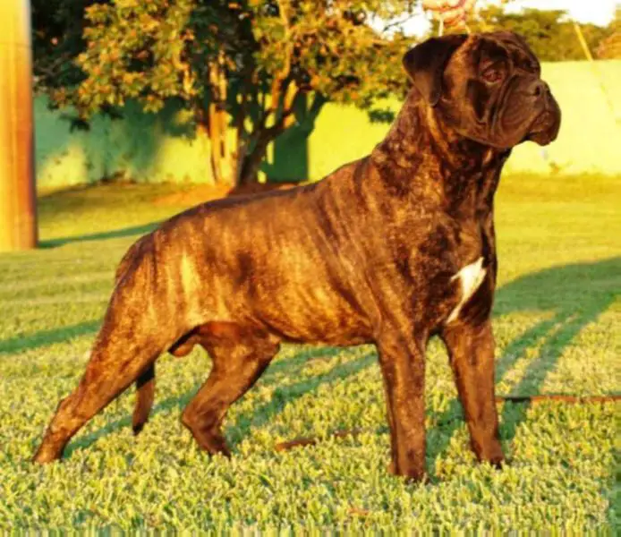 Bandog's Django of Alzaga