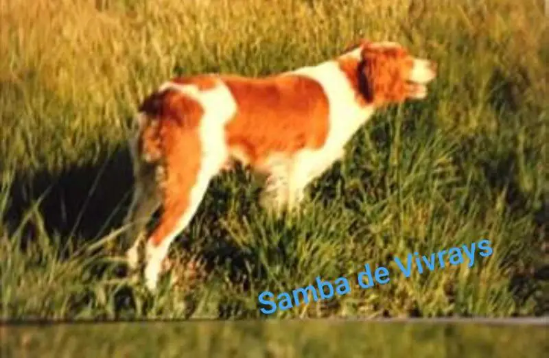 SAMBA des vivrays
