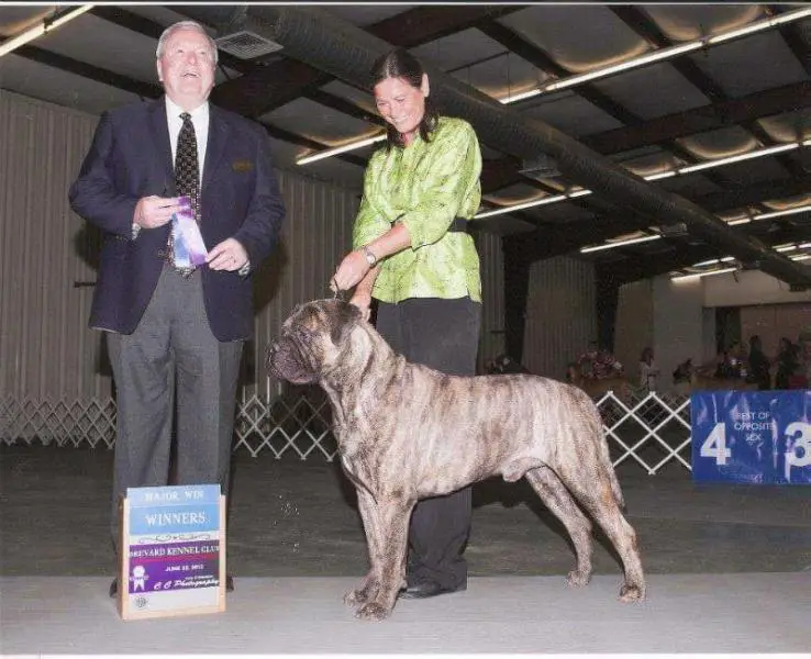 Bandog's Native Son Of Arrowhead