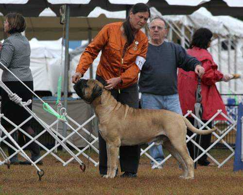 Bandog's Leo of Raven