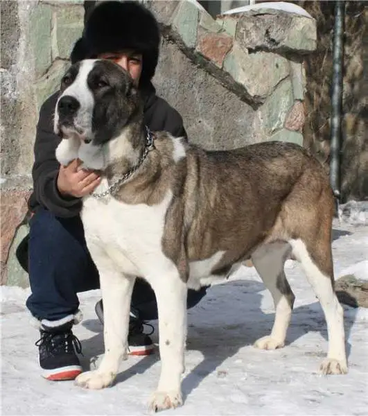 Arystan Alga Beygama