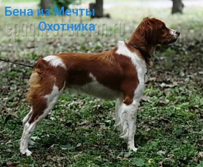 BENA iz Mechty Ohotnika