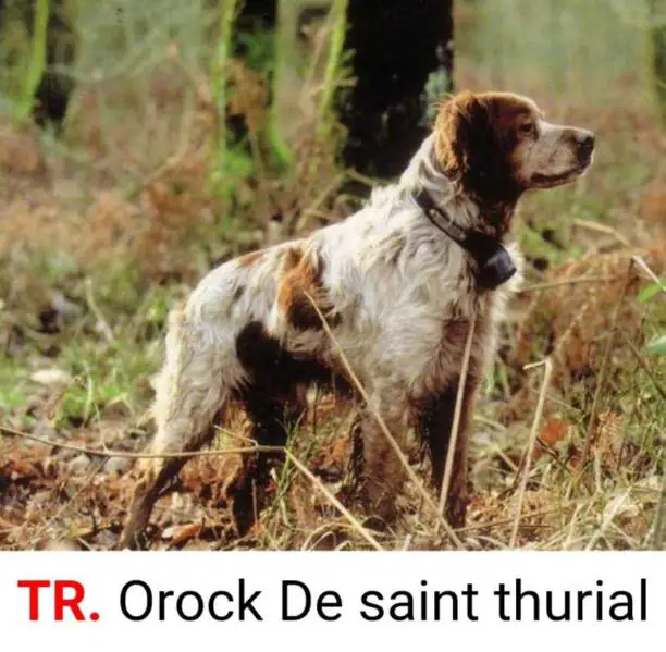OROCK de Saint Thurial