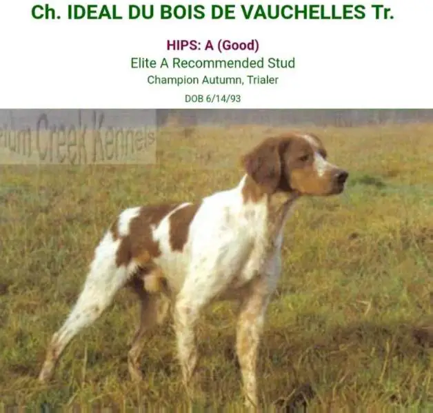 IDEAL du bois de Vauchelles