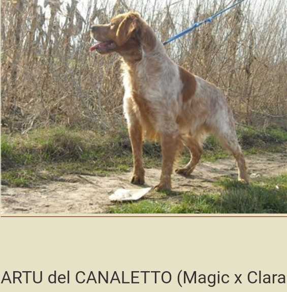 ARTU del Canaletto
