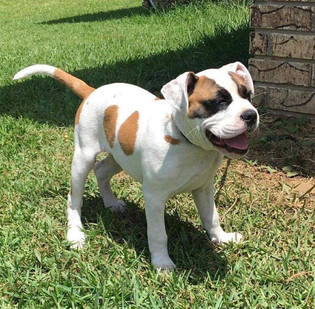 Xander Davis Of Movie Star Bulldogs