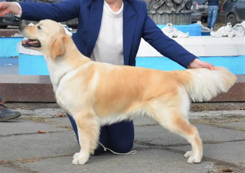 PERFECT CHOICE FORWARD UKRAINE
