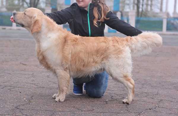 Swift Spoor-Finder Kattyval