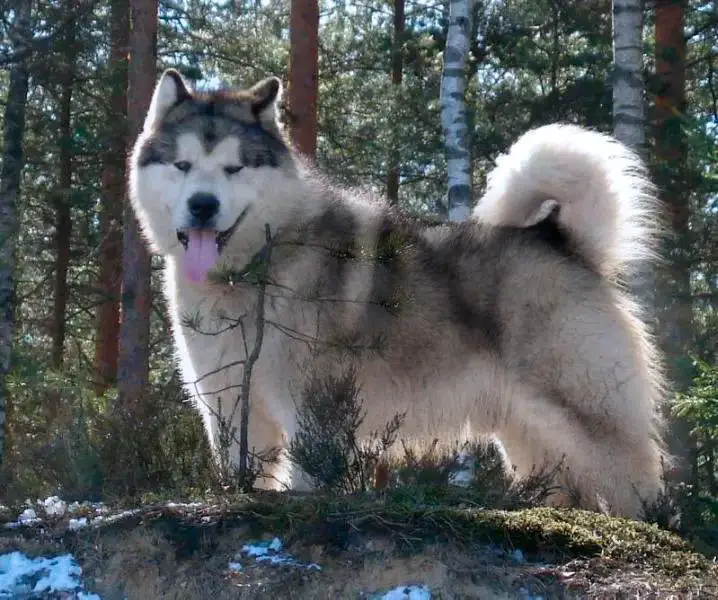 Silver Wolf Spirit Balu