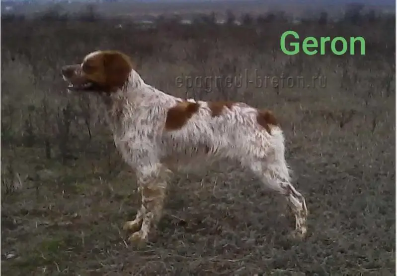 GERON (2012)