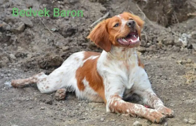 Bedvek BARON