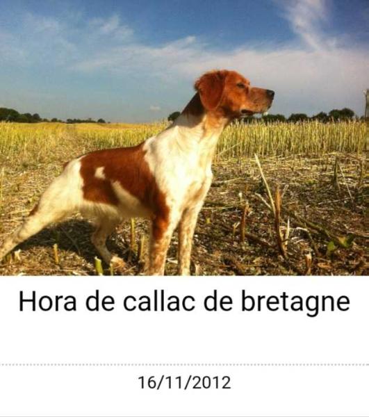 HORA de Callac de Bretagne