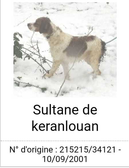 SULTANE de Keranlouan